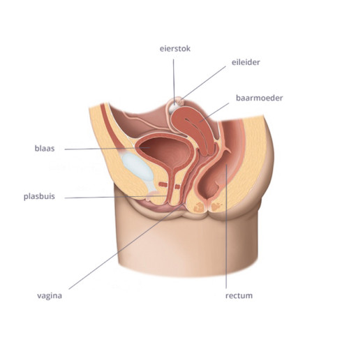 Voor de gespecialiseerde urologische klinieken Andros hebben we de huisstijl en het webdesign ontworpen. Ook hebben we verschillende medische illustraties gemaakt. 